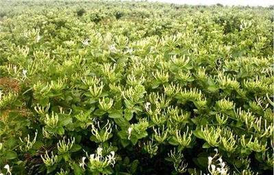 河南金银花苗产地分析金银花扦插生根原理