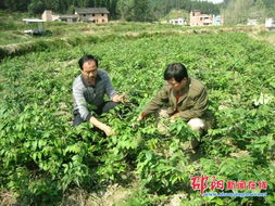 隆回县七江乡培育出适应低海拔环境种植的金银花苗木