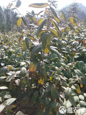 金银花苗木种植技术,金银花树苗批发基地,金银花价格。