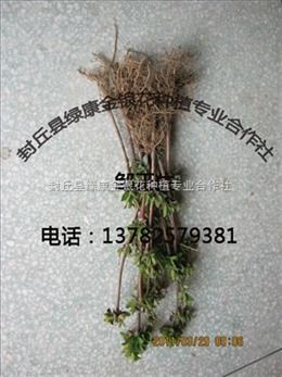 南阳金银花苗木 封丘县绿康金银花种植专业合作社