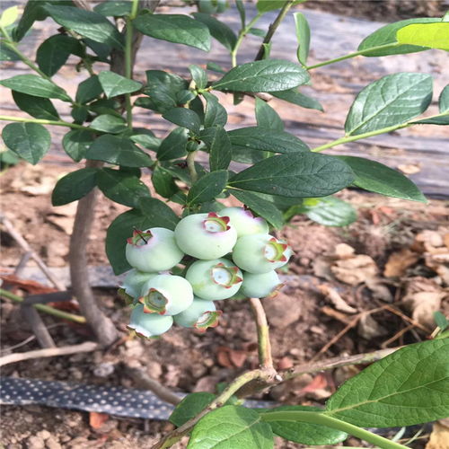 【芝妮蓝莓树苗、芝妮蓝莓树苗批发价格】- 