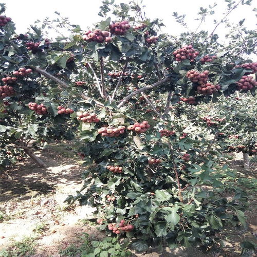 【河北省一公分山楂苗种植基地山楂苗大量有货】- 