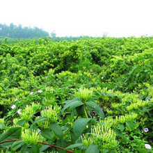 沂蒙红金银花苗木科技示范园