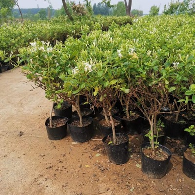 金银花树苗 金银花盆栽 山东金银花苗木