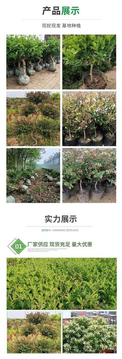 苗木种植基地 金银花苗 庭院盆栽种植 耐阴耐寒 树型金银花