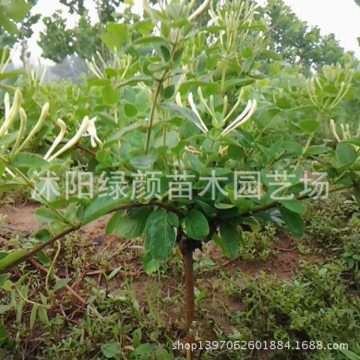 【供应中药材种苗金银花小苗种植基地直销价格低廉质量上乘】沭阳绿颜苗木园艺场 - 产品库