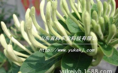 山东金银花苗木 产量高 药用价格高 适宜各地种植