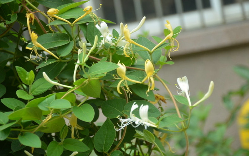 金银花苗木爬藤植物 家园爬墙四季金银花苗5年藤苗木爬藤攀援植物